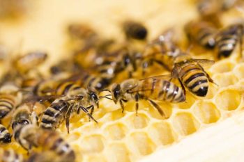 Bee on Honey Comb